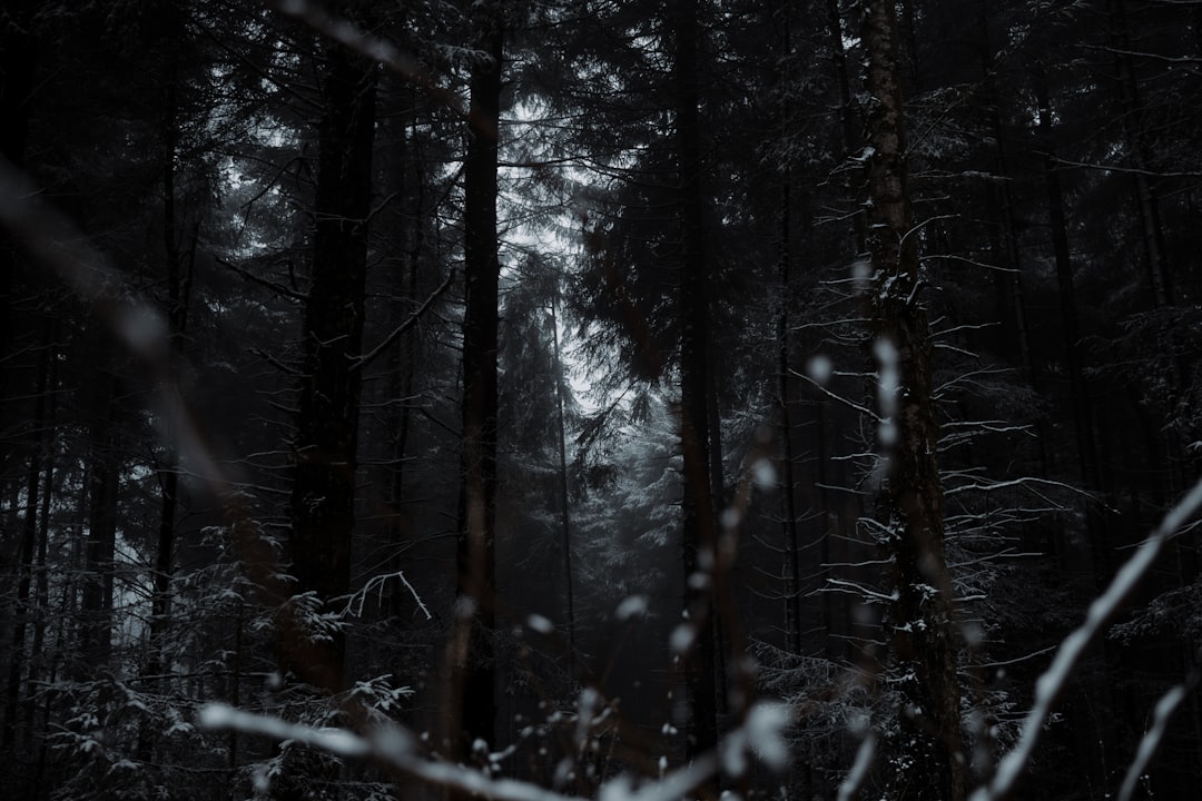 Photo Snowy forest